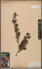Foto von Salix aurita L.